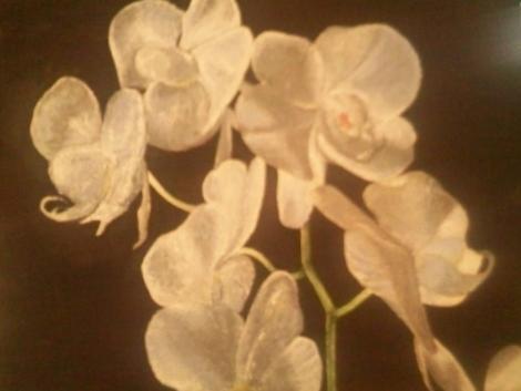 Serenity Orchids